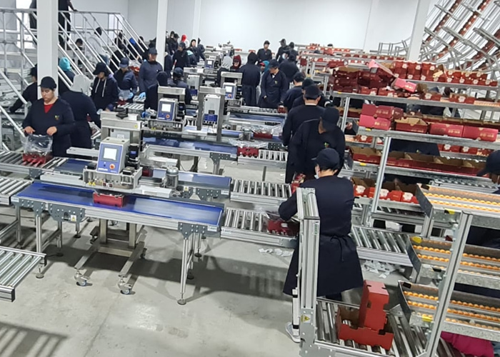 Efficient Solutions for Chilean Cherry Packaging and Storage Systems